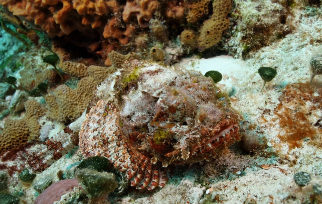ca2
