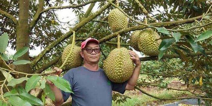 saurieng4