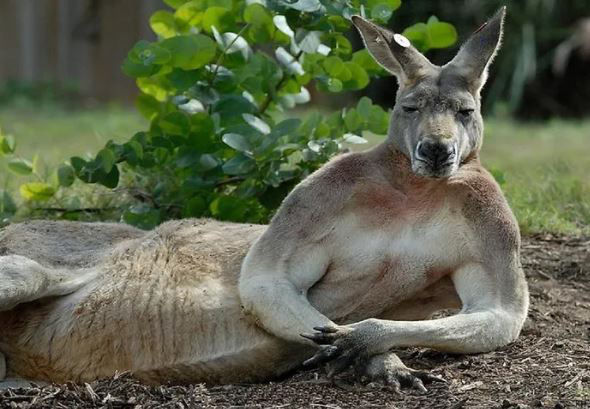 kangguru3